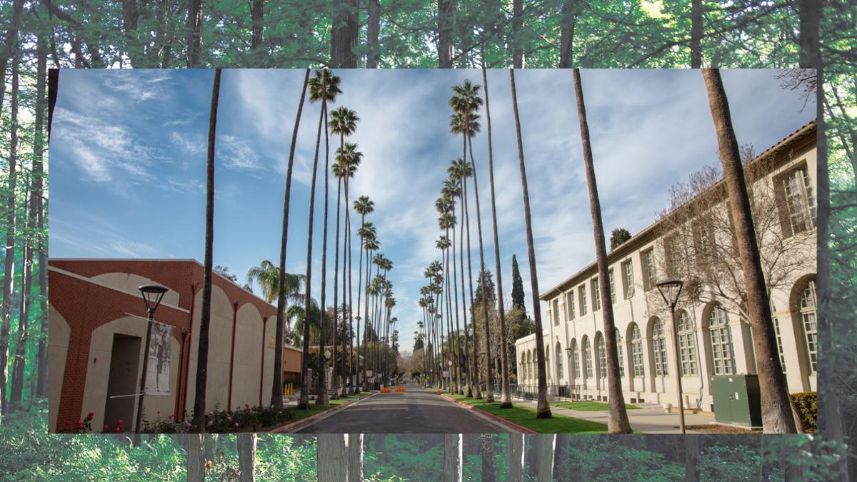 campus showing trees 